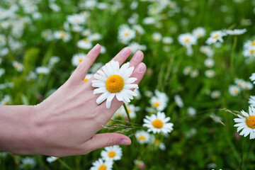 a hand holding a white camomile against a background of many daisies. Floral background of white ox-eye daisies and grass blades in spring meadow. Seasonal natural sceneriesspring