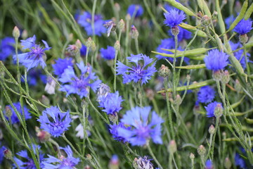 beautiful blue flowers in the garden