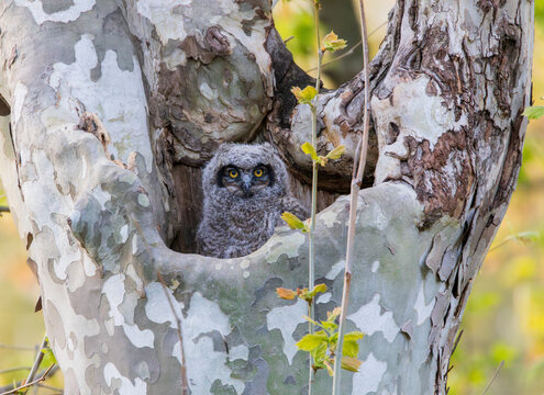USA, Indiana, Indianapolis. Great horned owlet in sycamore tree nest.