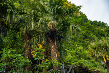 Close up of a blooming date palm tree in an agricultural plantation, Switzerland
