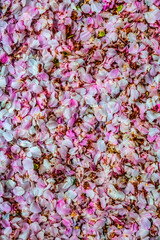 Fototapeta premium Colorful cherry blossom, Kenwood, Bethesda, Maryland.