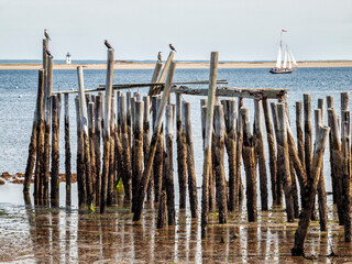 USA, Massachusetts, Cape Cod, Provincetown. Cormorants on old pilings at low tide