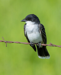 USA, Montana. National Bison Range, eastern kingbird.