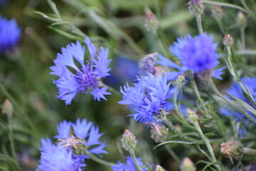 beautiful blue flowers in the garden