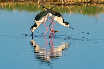USA, New Mexico. Black-necked stilts feeding in water.