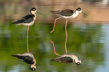 USA, New Mexico. Black-necked stilts in water.