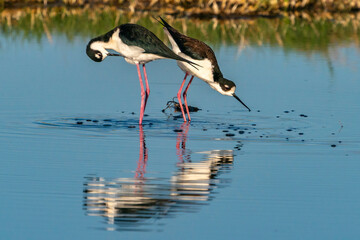USA, New Mexico. Black-necked stilt in water.