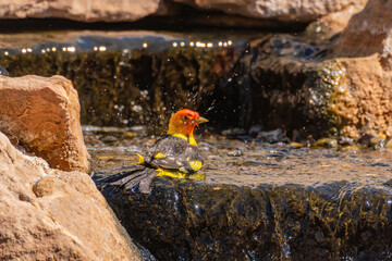 USA, New Mexico. Western tanager bathing at waterfall fountain.