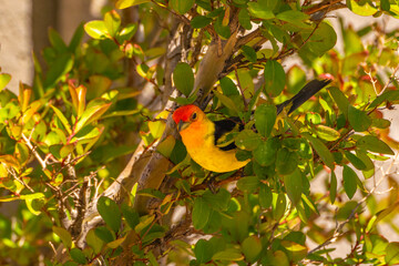 USA, New Mexico. Western tanager in tree.