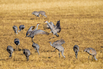 Sandhill cranes, wintering at Bosque del Apache in New Mexico, vocalize to one another.