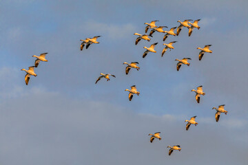 A flock of snow geese set their wings for landing gracefully on a pond at Bosque del Apache National Wildlife Refuge.