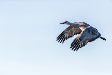 A sandhill crane flies over the landscape of Bosque del Apache National Wildlife Refuge, New Mexico, where they spend the winter months.