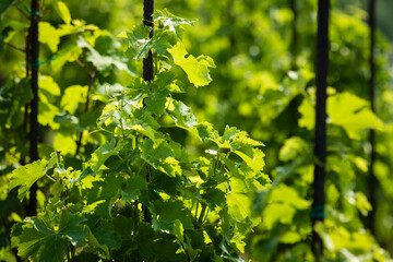 Vinice Svate Klary / St. Claire's Vineyard, Prague, Czech Republic