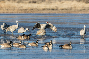 Sandhill cranes stand in icy water, with Canadian geese, on a mostly frozen pond at Bosque del Apache National Wildlife Refuge.