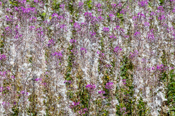 USA, Oregon, Newport. Yaquina Head Lighthouse and bloomed out fireweed.
