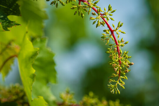 Vinice Svate Klary / St. Claire's Vineyard, Prague, Czech Republic