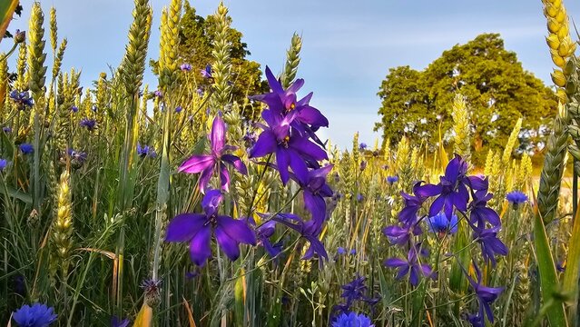 Sweden. Consolida regalis, known as forking larkspur, rocket-larkspur, and field larkspur, is an annual herbaceous plant belonging to the genus Consolida of the buttercup family Ranunculaceae. 