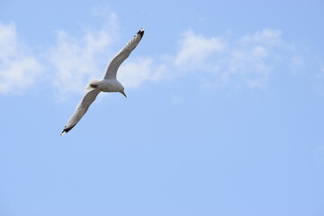seagull flying in the sky