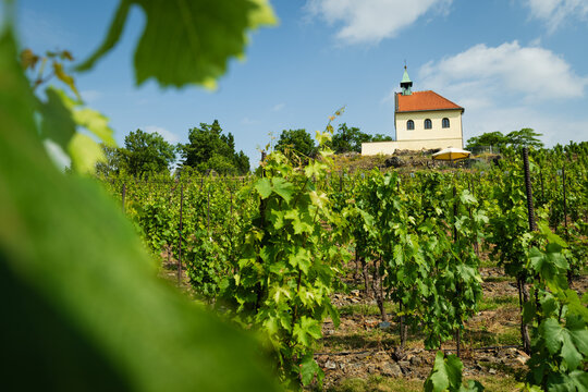 Vinice Svate Klary / St. Claire's Vineyard, Prague, Czech Republic