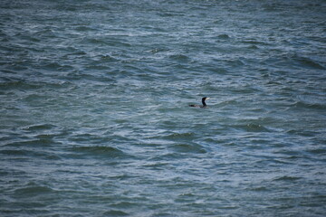 seagull in the water © MARIA