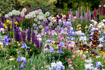 USA, Oregon. Garden in full bloom with bearded iris and Russell lupine.