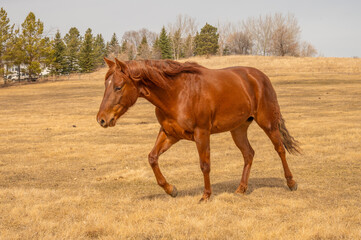 Obraz premium Chestnut horse walking on autumn field