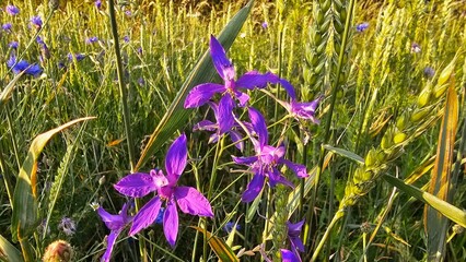 Sweden. Consolida regalis, known as forking larkspur, rocket-larkspur, and field larkspur, is an...