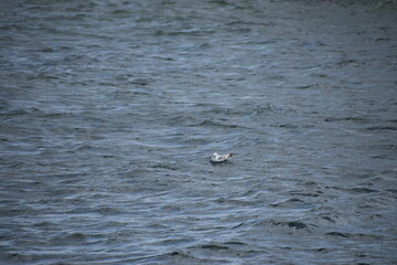seagull floating in the water in the sea © MARIA