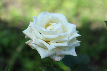 A large variety of white rose blooms in the garden.