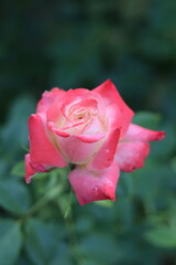 A decorative two-tone pink and white rose blooms in a summer garden.