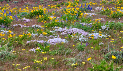 Obraz premium USA, Oregon. Columbia George, assorted wildflowers blooming on hillside