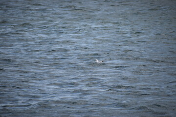 Obraz premium seagull floating in the water in the sea