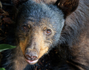 USA, Tennessee, Wears Valley. Close-up face of wild American black bear.