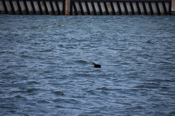 a seagull in the lake