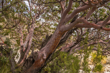 Fototapeta premium USA, Texas, Guadalupe Mountains National Park. Madrone tree close-up.