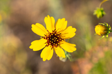 USA, Texas, Hill Country. Blooming coreopsis wildflower.