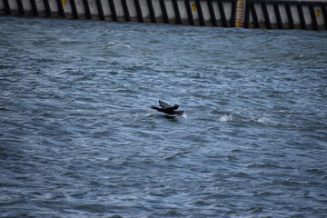 Fototapeta premium beautiful purple flower in the garden