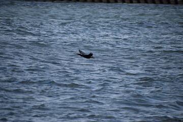 a seagull in the lake © MARIA