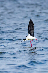 USA, Texas, Cameron County. South Padre Island, black-necked stilt feeding