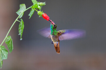 USA, Texas, Hidalgo County. Buff-bellied hummingbird feeding © Danita Delimont