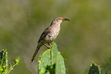USA, Texas, Hidalgo, Curve-billed thrasher with invertebrate