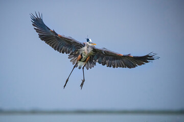 USA, Texas, Cameron County. Great blue heron landing