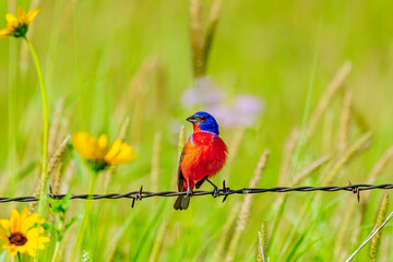 USA, Texas, Starr County. Painted bunting male perched on fence