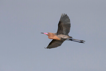 USA, Texas, Aransas County. Reddish egret in flight