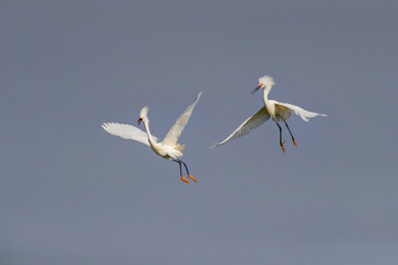 USA, Texas, Aransas County. Aransas Bay, Snowy egrets breeding display