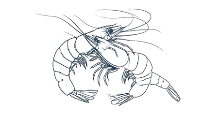 Line art shrimp illustration.