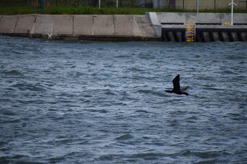 a large whale is swimming in the ocean