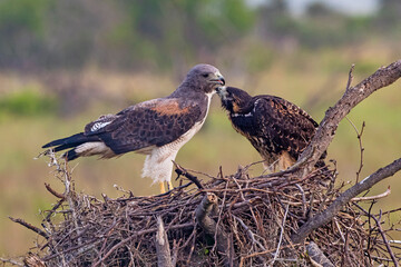 USA, Texas, Cameron County. White-tailed hawk, adult and young