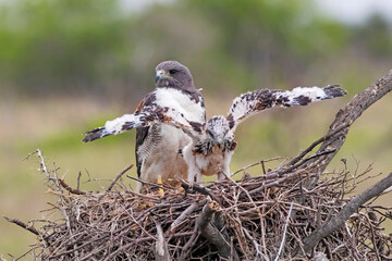 USA, Texas, Cameron County. White-tailed hawk adult tending young