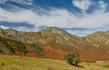 USA, Utah. East of Brigham City near Wellsville with mountain range covered in canyon maple in reds of fall color.